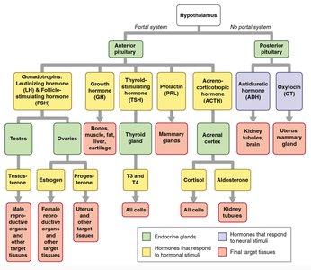 Hormones controlled by the hypothalamus and pituitary gland