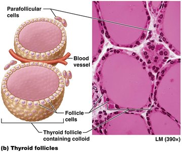 Thyroid follicle structure and histology