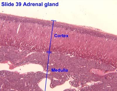 Histological slide of adrenal gland showing cortex and medulla