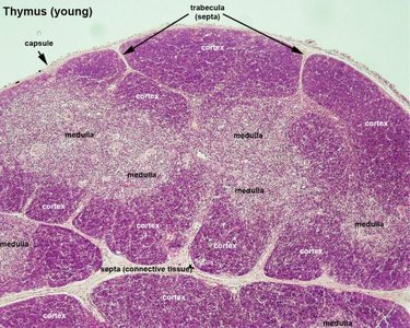 Histology of the thymus gland