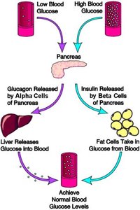 Negative feedback loop for blood glucose regulation
