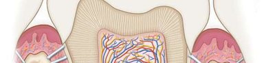 Section of bone showing compact and spongy bone