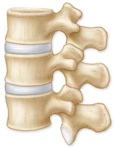 Epiphyseal plate (growth plate) in a long bone