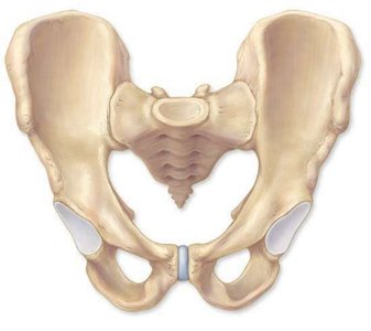 Thoracic cage with ribs and sternum