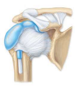 Shoulder joint (synovial joint) with ligaments and capsule