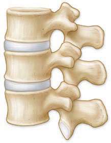 Vertebral column segment with intervertebral discs
