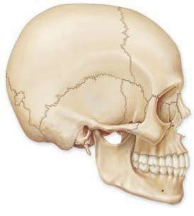 Lateral view of the human skull showing cranial sutures