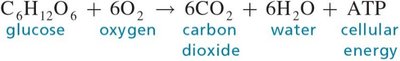 Cellular respiration equation: glucose + oxygen → carbon dioxide + water + ATP