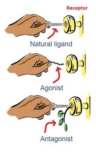Agonist and antagonist action on receptors