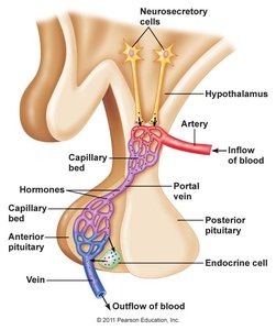 Pituitary gland and hypothalamus