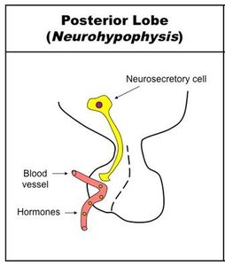 Posterior pituitary (neurohypophysis)