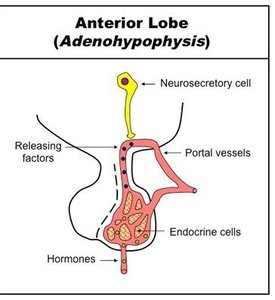 Anterior pituitary (adenohypophysis)