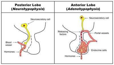 Hypophyseal portal system