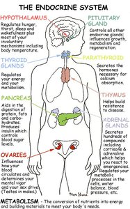 Diagram of the endocrine system and major glands