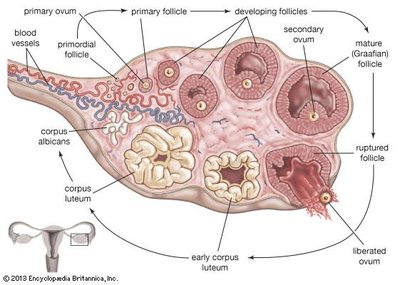 Ovary and follicle development