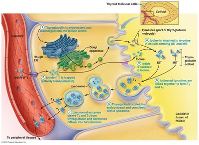 Thyroid hormone synthesis