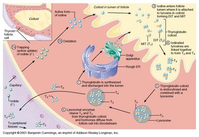 Thyroid hormone synthesis and storage