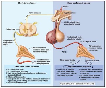 Adrenal gland stress response