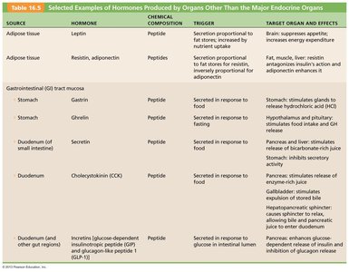 Pancreatic islets and hormone secretion