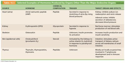 Pancreatic islets and hormone secretion