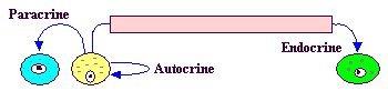 Diagram showing autocrine, paracrine, and endocrine signaling