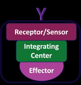 Homeostatic response loop diagram close-up