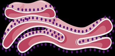Endoplasmic reticulum compartment