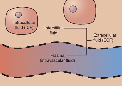Body fluid compartments diagram