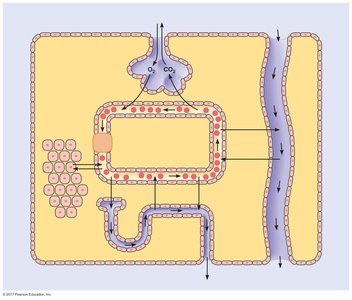 Capillary filtration diagram