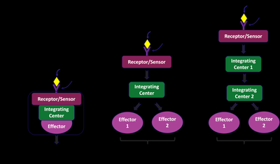 Homeostatic response loop diagram