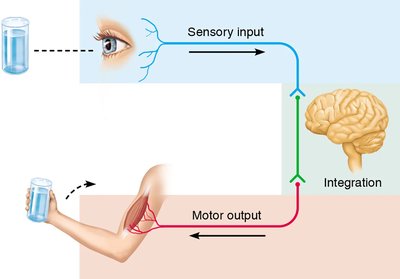 Diagram showing sensory input, integration, and motor output