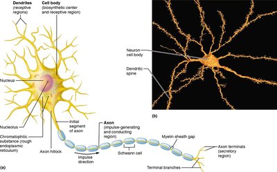 Structure of a typical neuron with labeled parts