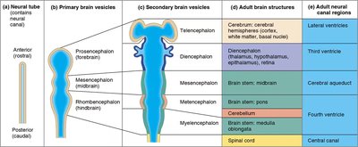 Diagram of neural tube development and brain vesicles