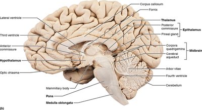 Sagittal section of the brain showing labeled regions