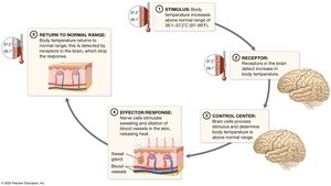 Control of body temperature by a negative feedback loop