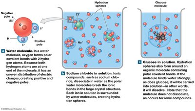 Hydration spheres in water and glucose solution