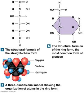 Structural forms of glucose