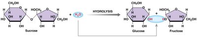 Hydrolysis of sucrose