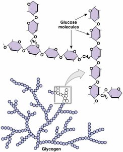 Structure of glycogen