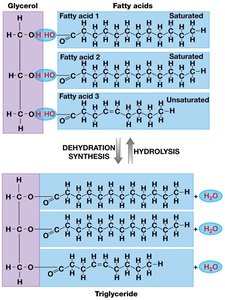 Triglyceride formation