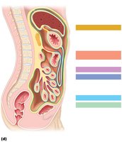 Mesenteries of the abdominal digestive organs