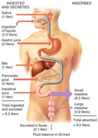 Fluid balance in GI tract