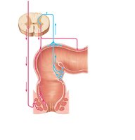 Defecation reflex