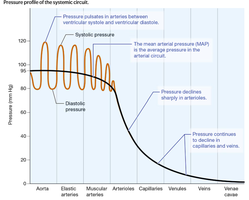 Pressure profile showing systolic and diastolic pressure