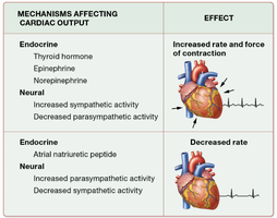 Mechanisms affecting cardiac output