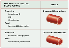 Mechanisms affecting blood volume