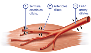 Arteriole and feed artery dilation during exercise