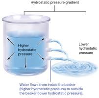 Hydrostatic pressure gradient and water flow