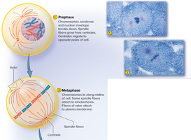 Prophase and metaphase in mitosis