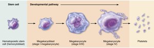 Developmental pathway of platelets from stem cell to megakaryocyte to platelets